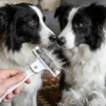 Andis Pet DeShedding Tool Review: An Animal Lover’s Honest Take (Model 65760)