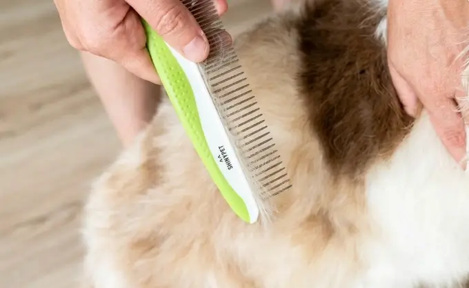 Active test demonstrating the step-by-step protocol to remove dense mats using the Andis steel comb