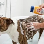 Arm and Hammer Dog Shampoo Review: Does It Really Fix Your Smelly Pup? (Pet Parent Tested)