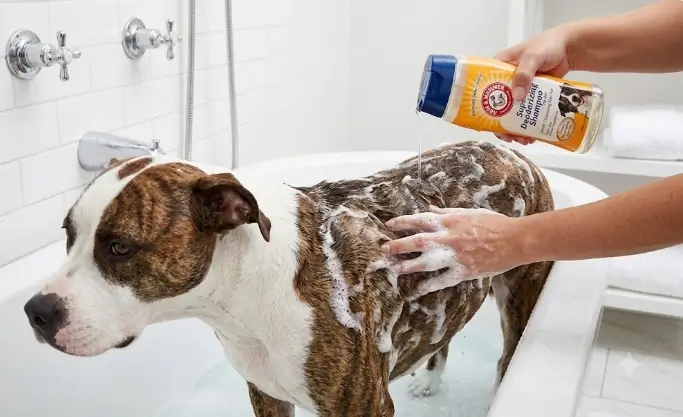 Arm and Hammer dog shampoo review