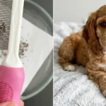 The Ultimate Best Poodle Grooming Comb Review: A Lifesaver for Matted Hair?