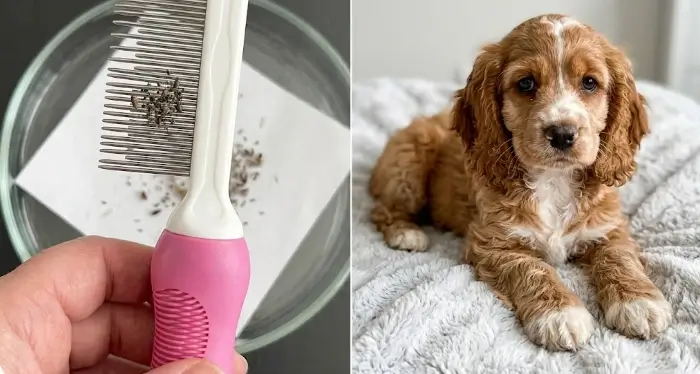 Best Poodle grooming comb