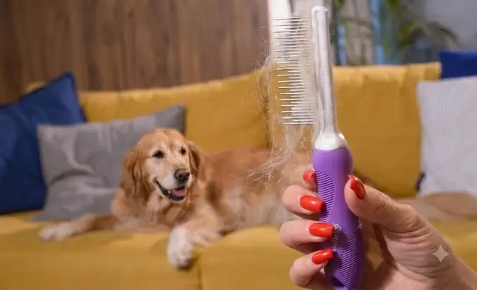 Real-world testing of the dual-length stainless steel comb extracting dead undercoat fur from a Golden Retriever mix