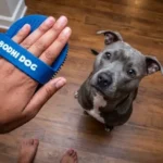 Bodhi Dog Shampoo Brush Review: Is It Worth Your Money in 2026?
