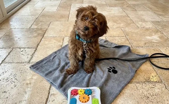 Bone Dry embroidered microfiber pet grooming towel presentation layout