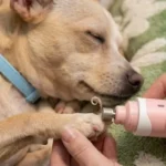 The Honest Casfuy Dog Nail Grinder Review: A Lifesaver for Anxious Paws?