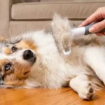 DOGI Deshedding Brush Review: Is This Double Row Undercoat Rake Worth It? (Hands-On Test)