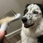 Honest DOGI Undercoat Rake Review: Does It Really Reduce 90% Of Shedding?