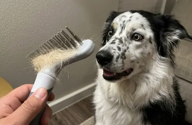 Maya Mai testing the DOGI undercoat rake on a heavy shedding double coat dog