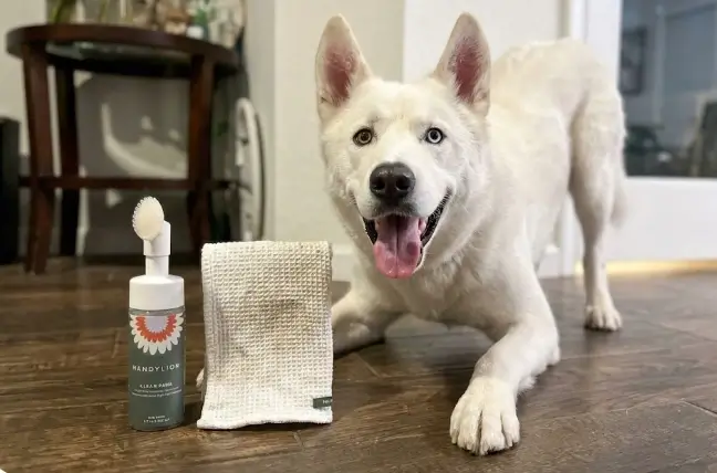 Dandylion dog paw cleaner review