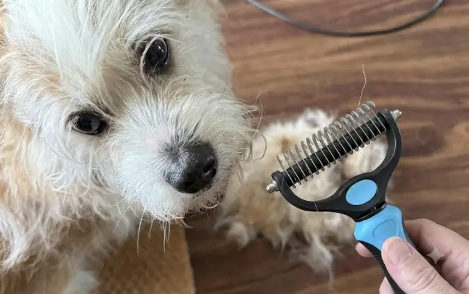 Testing the Docrok Undercoat Rake on a Dog Using the best undercoat rake for dogs on a thick double coat