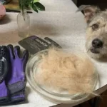 Dual Sided Shedding Blade Review: Is This $10 Tool the Ultimate Undercoat Solution?