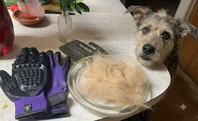 Dual Sided Shedding Blade Review