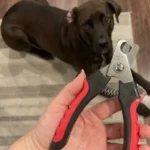 Epica Professional Pet Nail Clipper Review: Is It Truly Safe for Your Pet’s Sensitive Skin? (An Honest, Hands-On Guide)