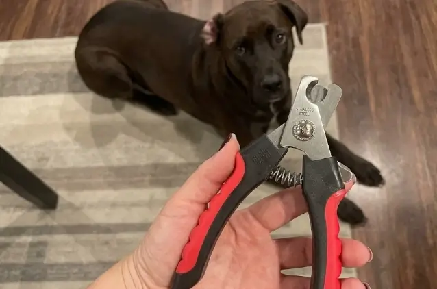 Real-world application of the Epica pet nail clipper slicing cleanly through a large dog's thick claw