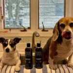 Girl With The Dogs Fluff Off Shampoo Review: Is It Real Magic for Shedding?