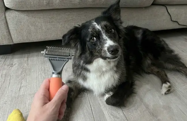 GoPets Dematting Comb Review