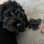 GoPets Slicker Brush Review: Is It Truly Worth the Hype?