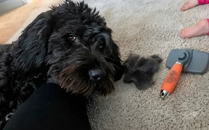 GoPets Slicker Brush Review