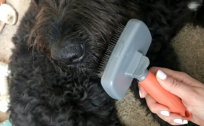 GoPets Self Cleaning Slicker Brush demonstrating the automated pin retraction system