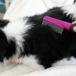 Hartz Groomer’s Best Flea Comb Review: Does It Really Work?