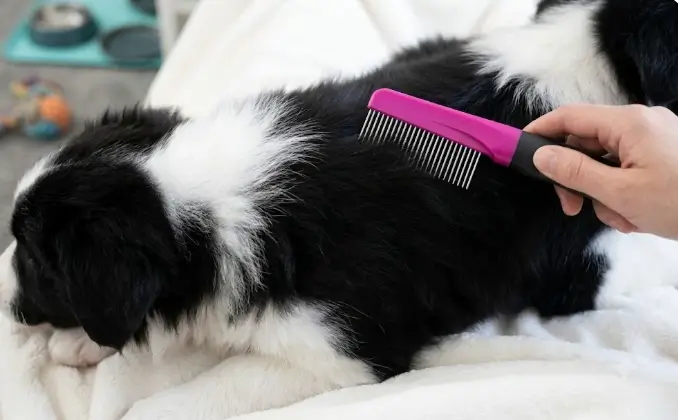 Hands-on test using Hartz flea comb as a tear stain comb around a pet sensitive eye areas safely