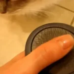 JW Pet Gripsoft Slicker Brush Review: The Ultimate Budget Grooming Tool?