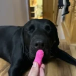 Jasper Dog Toothbrush Review (2026): Is This 360° Finger Brush Worth It?