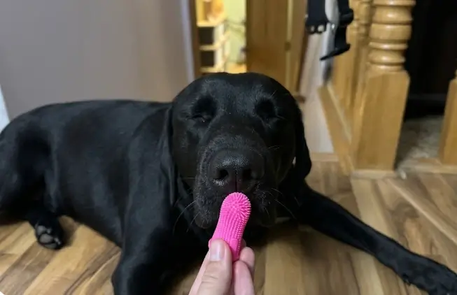 Real-world application of Jasper finger brush polishing a dog's rear upper molars safely