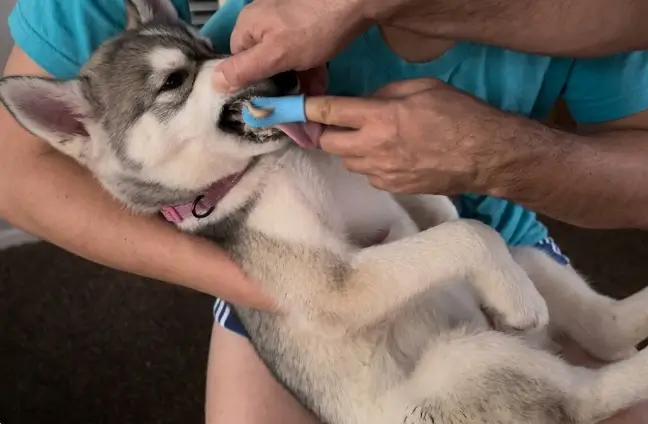 Jasper 360 Dog Finger Toothbrush showing the full circumferential continuous bristle distribution