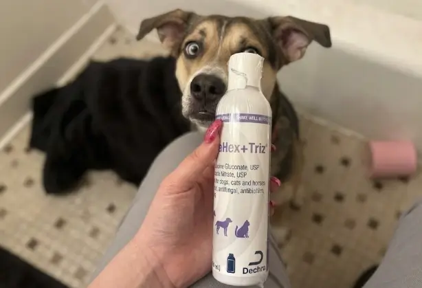 Dechra MiconaHex+Triz Medicated Shampoo 16oz bottle presentation layout