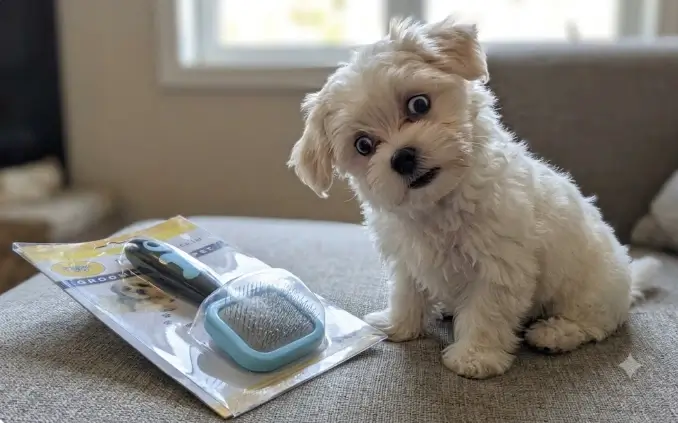 PETPAWJOY Slicker Brush review
