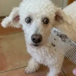 PETTOM Pet Steel Grooming Comb Review: Is It Worth It for Fluffy Breeds?