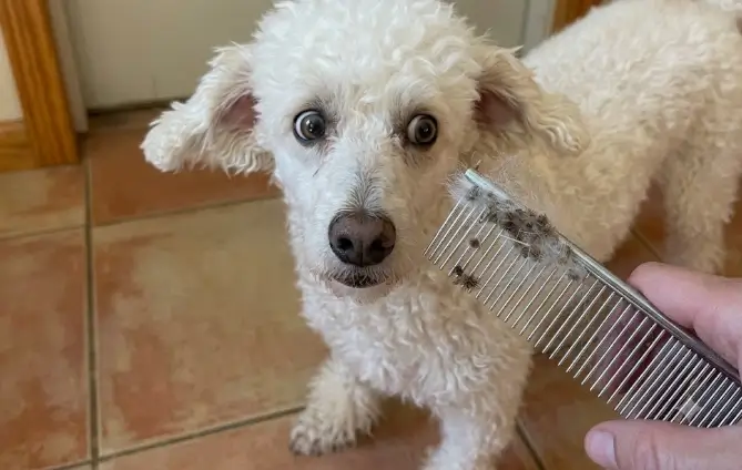 Real-world demonstration of using the PETTOM steel comb to safely tease apart heavy hair knots