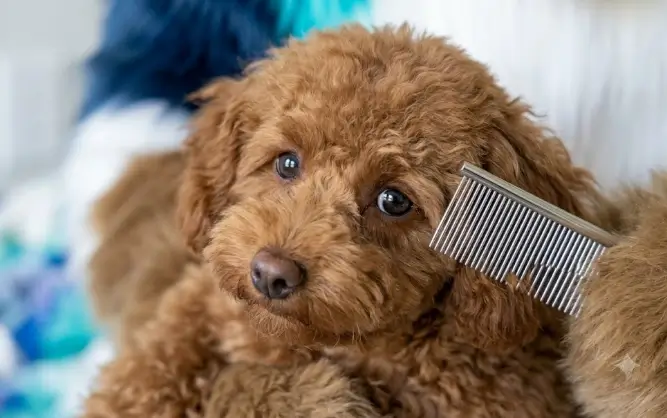 PETTOM Stainless Steel Greyhound Comb showing the 50/50 coarse and fine dual-tooth alignment