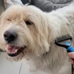 Pat Your Pet Undercoat Rake Review: Is This Dual-Sided Shedding Brush Safe and Effective?