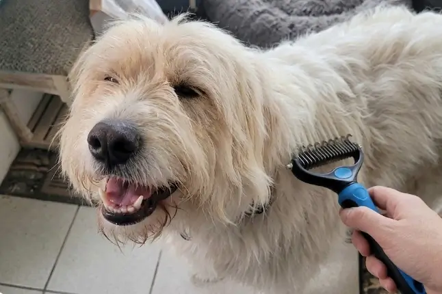 Real-world extraction test of the undercoat rake capturing massive loose fur layers from a dog