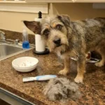 Pets First Professional Pet Grooming Brush Review: Is It Worth Your Money?