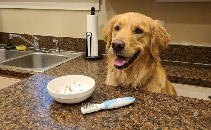 Pets First Professional Pet Grooming Brush official retail presentation and stainless steel head layout