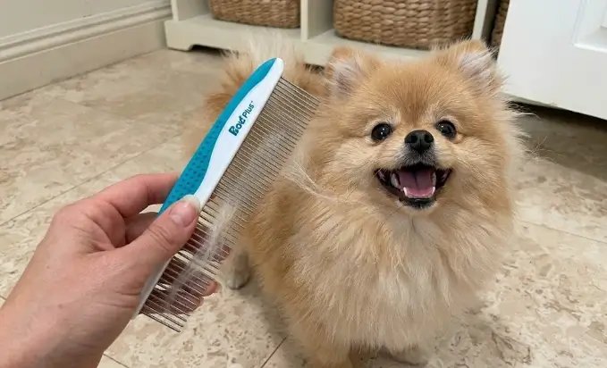 Real-world application of Piepea comb extracting dead loose fur from a thick double coat