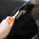 Safari Slicker Brush Review: A Professional Groomer’s Honest Take (2026)