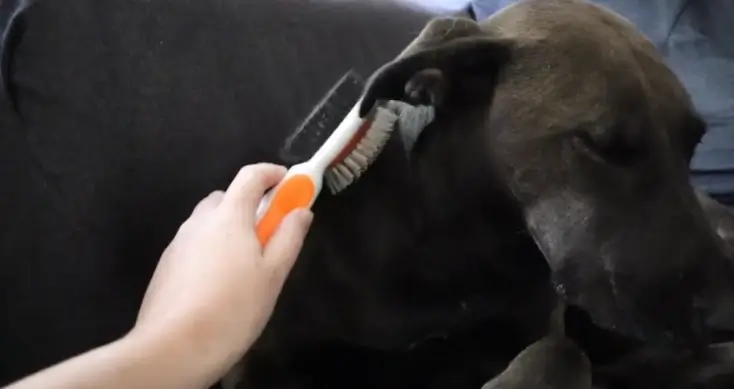 Hands-on evaluation of the Safari curved slicker brush during a heavy seasonal blowing coat phase