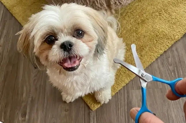 Scaredy Cut Tiny Trim Review