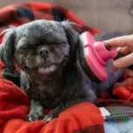 Swihauk Self Cleaning Slicker Brush Review: Is This Retractable Comb Safe for Sensitive Skin?