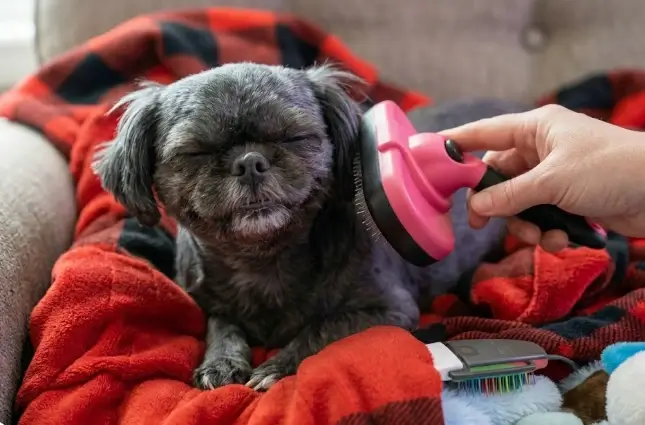 Swihauk self cleaning slicker brush review