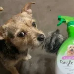 An Honest TropiClean Tangle Remover Review: Does It Really Save Your Doodle From Matting?
