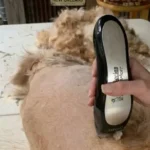 Wahl Lithium Ion Pro Series 9766 Review: Is It Worth the Hype for Home Grooming?