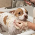 Wahl Oatmeal Dog Shampoo Review: Is It Best for Dry, Itchy Skin? (2026 Ultimate Guide)
