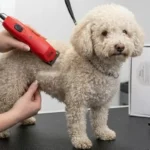 Wahl Professional Animal Thick Coat Clipper Review: Is It Worth It for Matted Fur?
