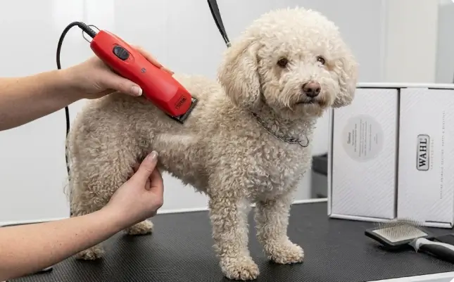 Hands-on grooming test of the Wahl pink corded thick coat clipper penetrating severe canine fur mats smoothly